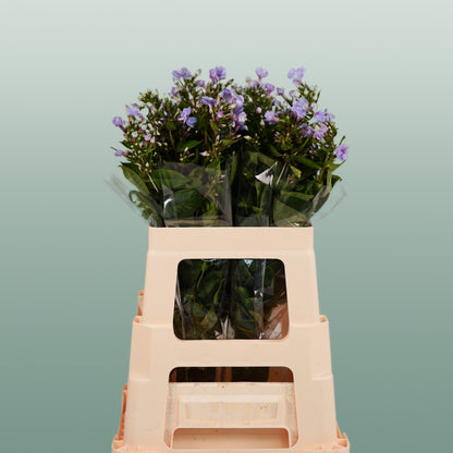 Phlox Crissy (20 Stems)