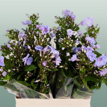 Phlox Crissy (20 Stems)