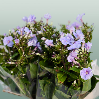 Phlox Crissy (20 Stems)