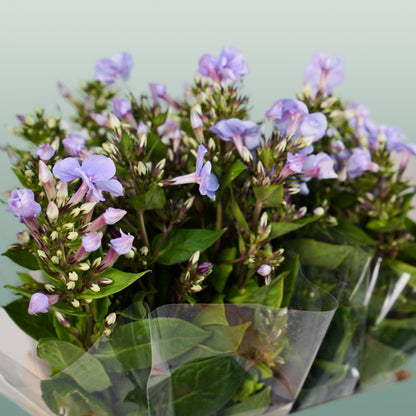 Phlox Crissy (20 Stems)