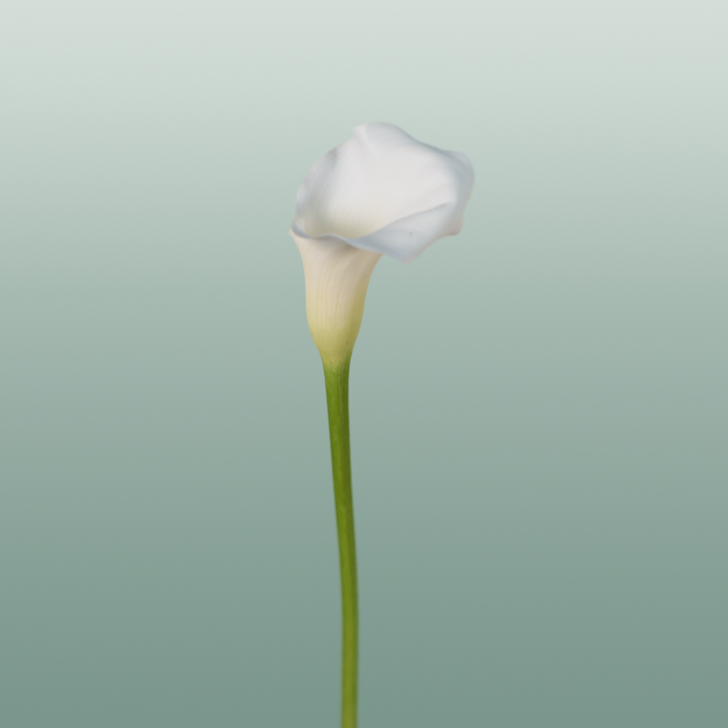 Calla Crystal Blush