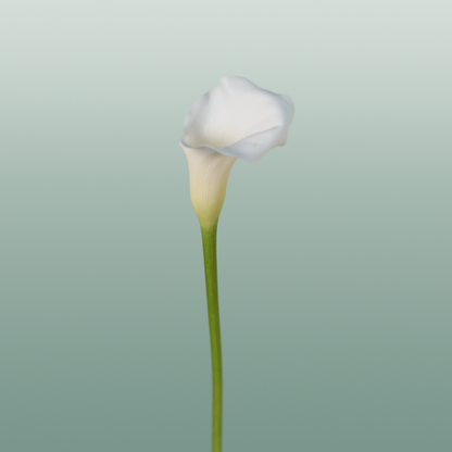 Calla Crystal Blush