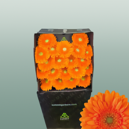 Germini Cuby (20 Stems)