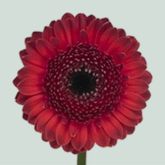 Germini Dante (20 Stems)