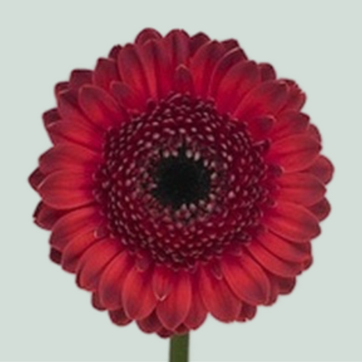 Germini Dante (20 Stems)