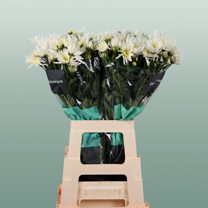 Chrysanthemum Spray Delianne White