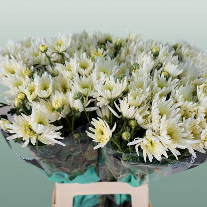Chrysanthemum Spray Delianne White