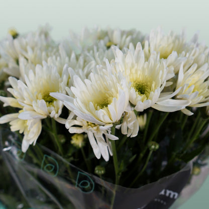 Chrysanthemum Spray Delianne White