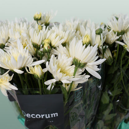 Chrysanthemum Spray Delianne White