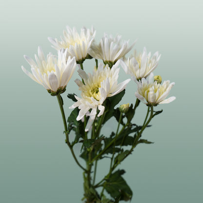 Chrysanthemum Spray Delianne White
