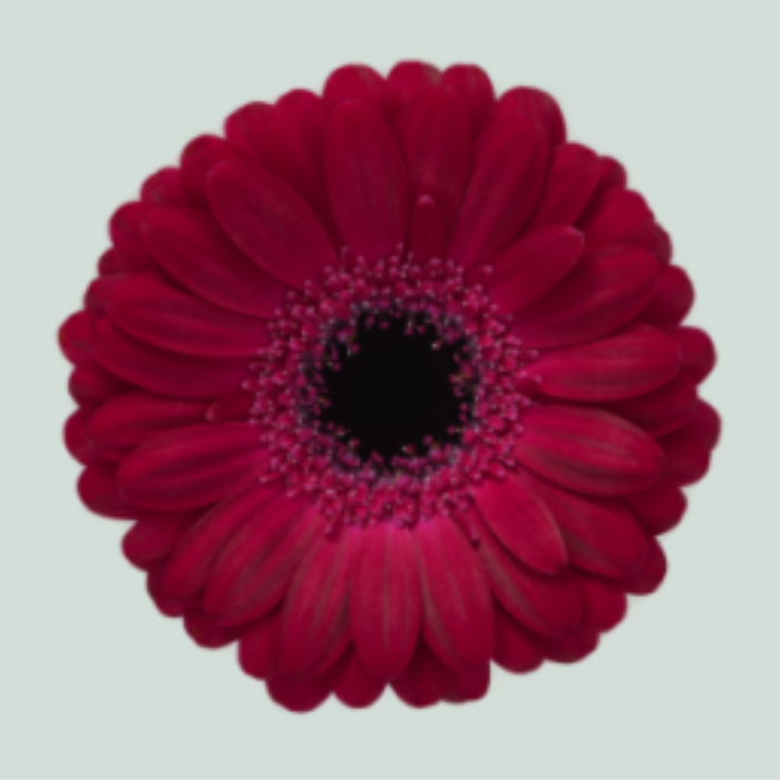 Germini Diana (20 Stems)