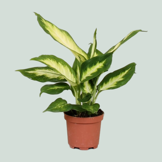 Dieffenbachia Camilla - 25cm