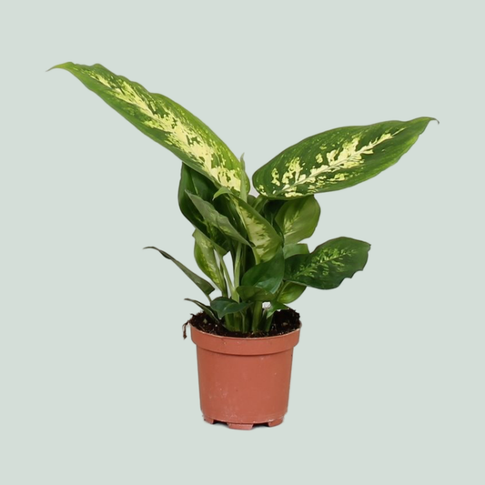 Dieffenbachia Compacta - 25cm