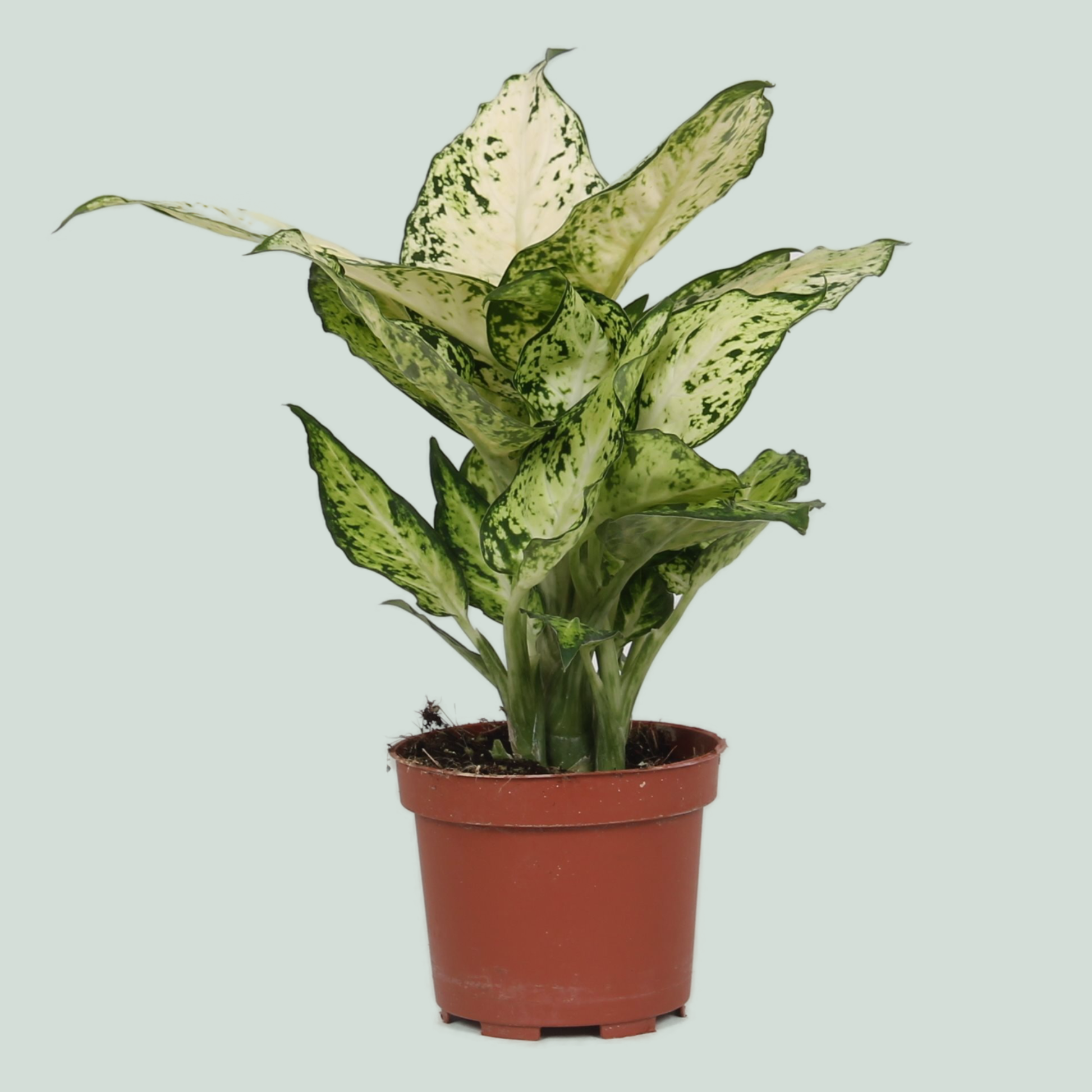 dieffenbachia health benefits Dieffenbachia Amy