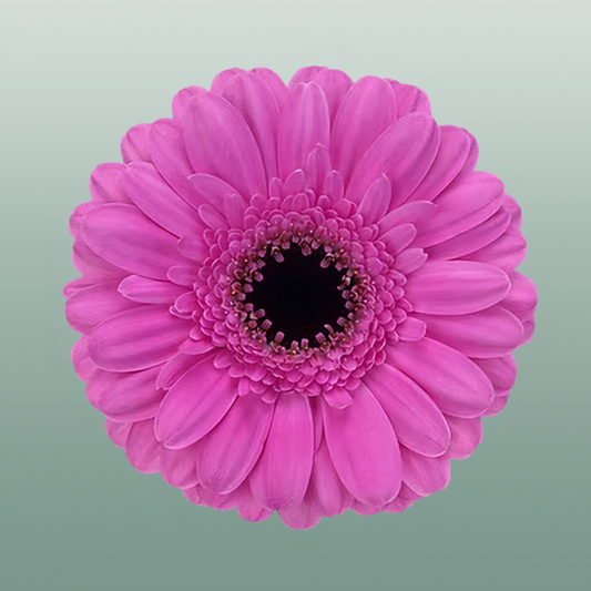 Germini Dolcetto