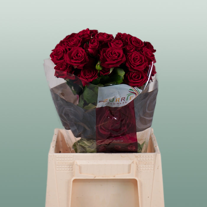 Spray Rose - Rosa - Dominica