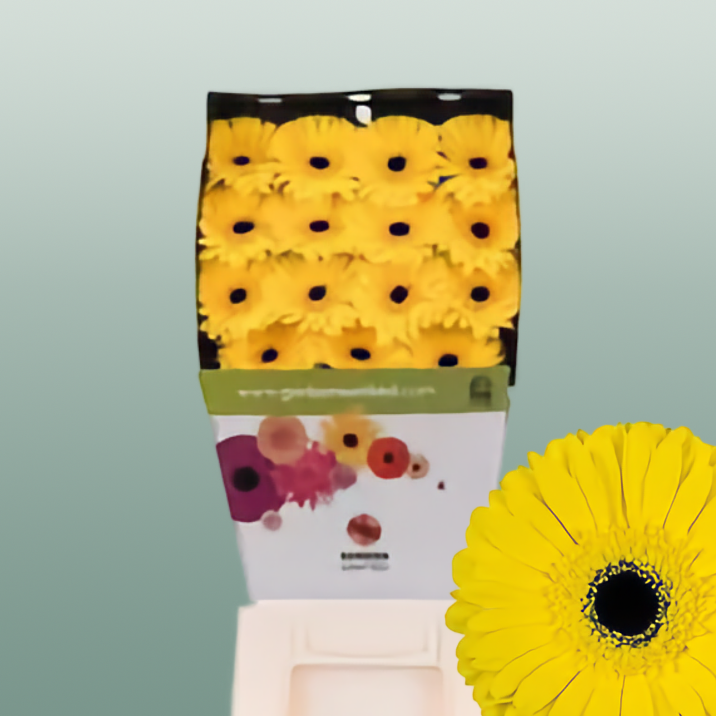 Gerbera Don Leo (15 Stems)