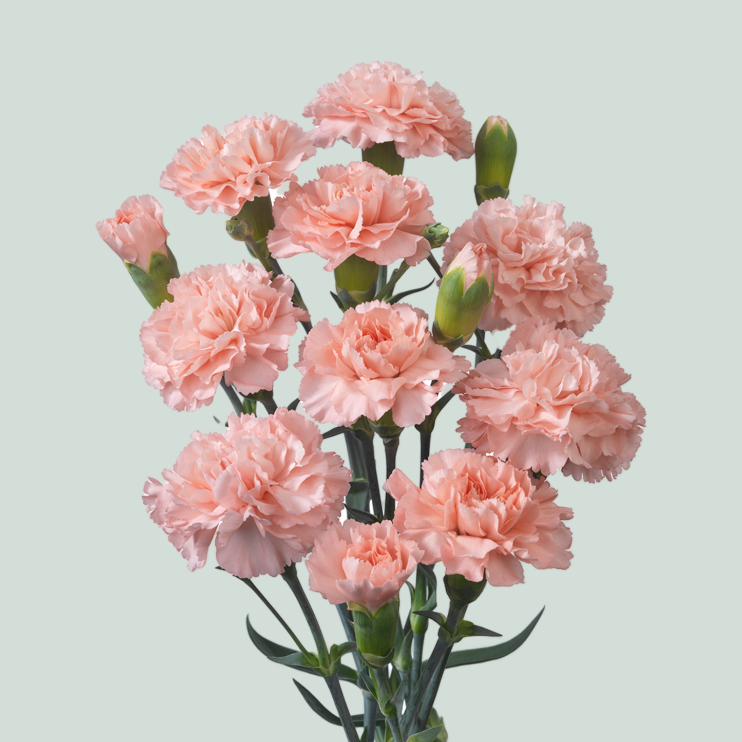 Carnation Spray Doobadoo (20 Stems)