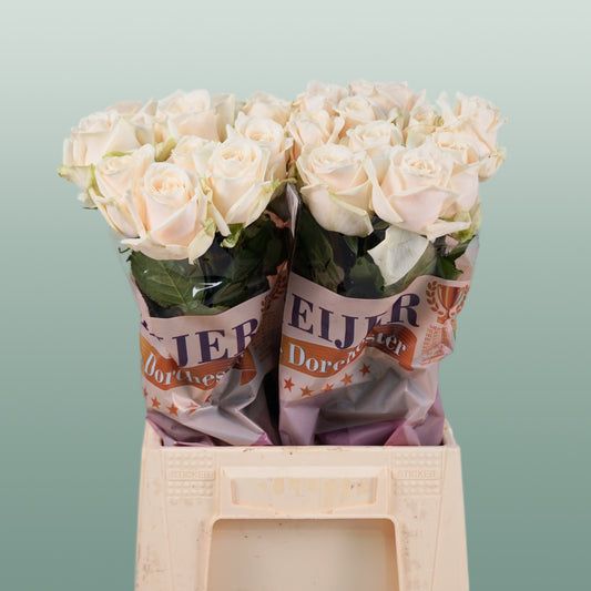 Rose Dorchester (20 Stems)