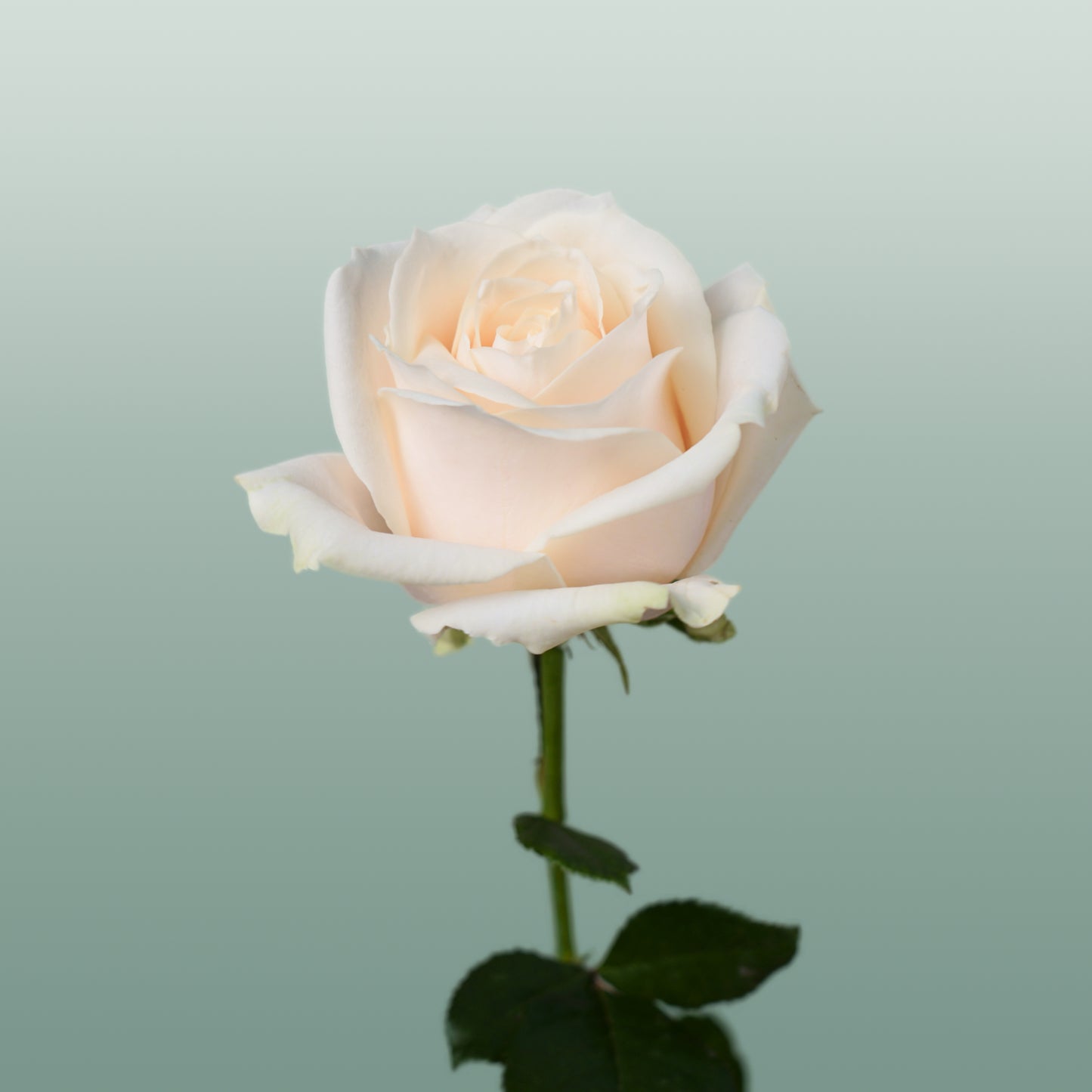 Rose Dorchester (20 Stems)