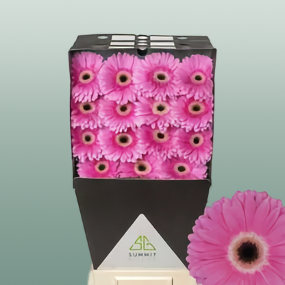 Gerbera Dreamer (15 Stems)