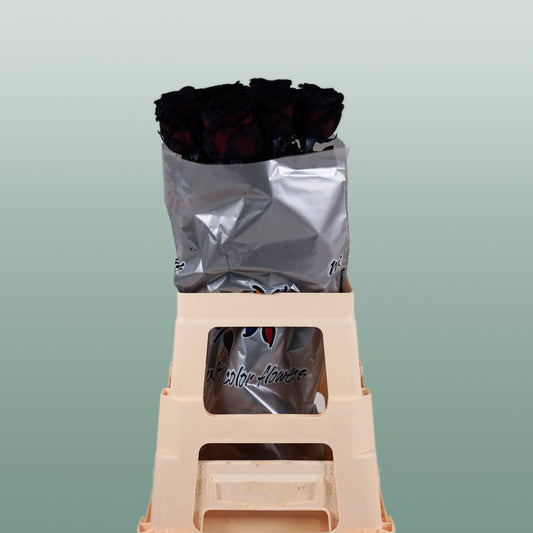 Rose Dyed Black (20 Stems)