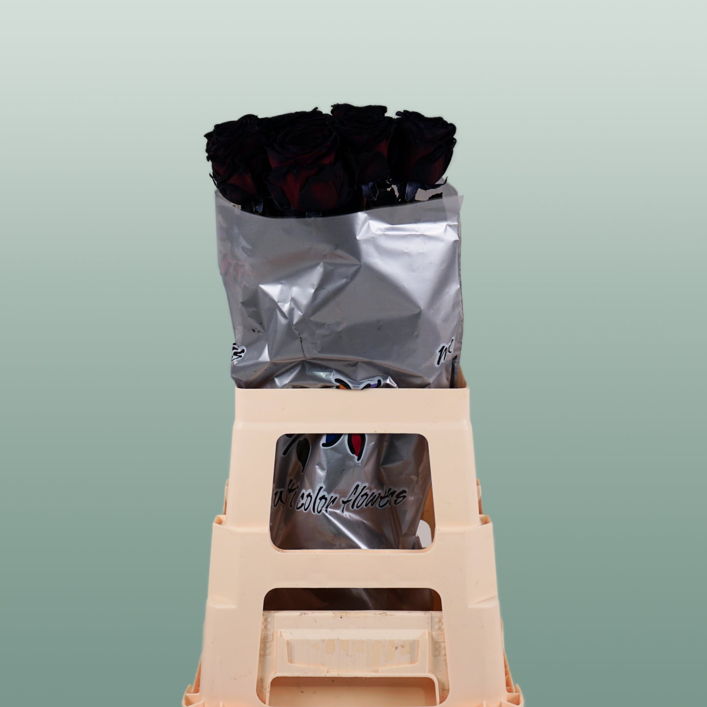 Rose Dyed Black (20 Stems)