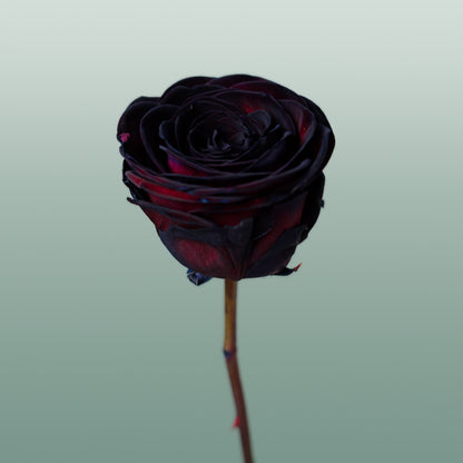 Rose Dyed Black (20 Stems)