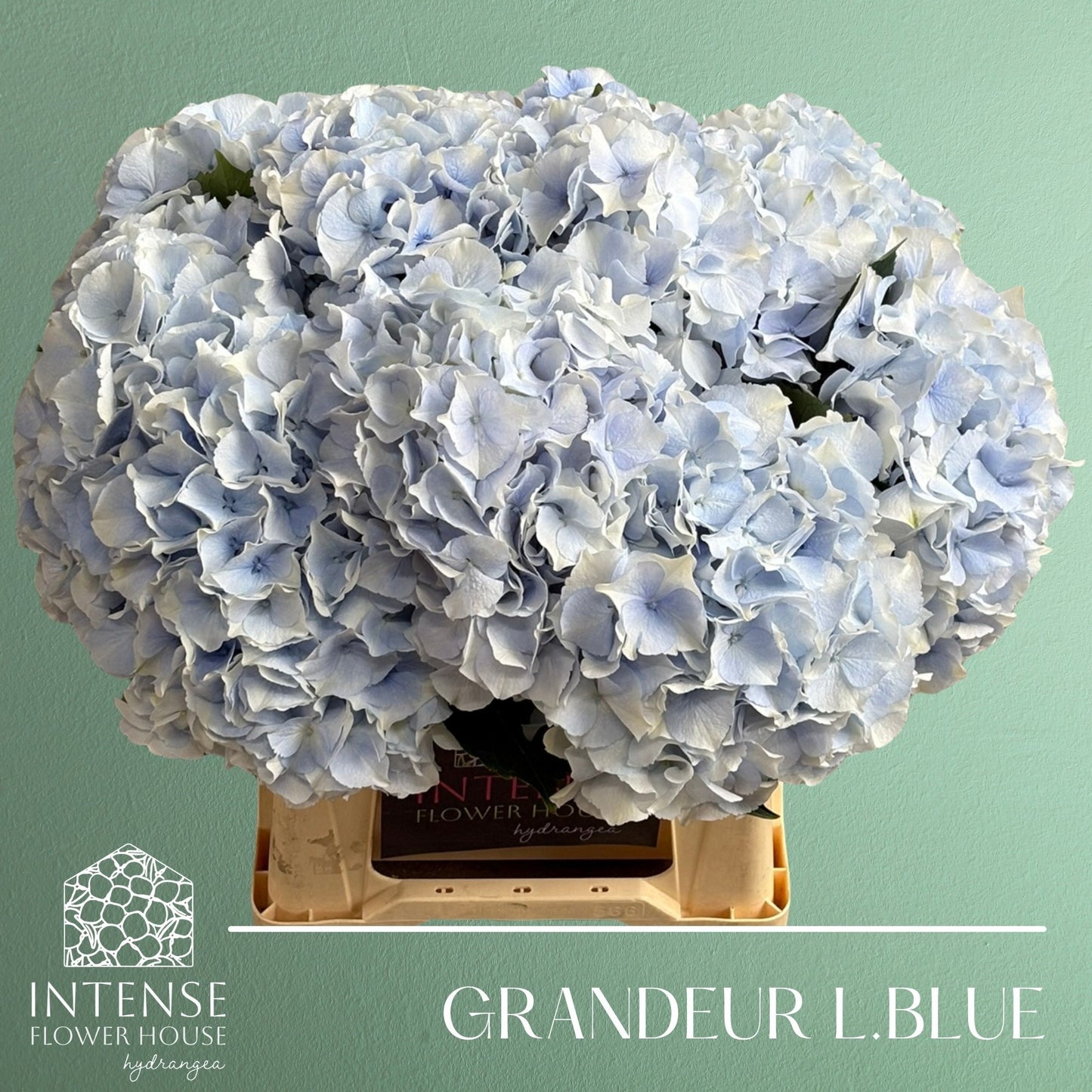 Hydrangea M Roy Grandeu Blue