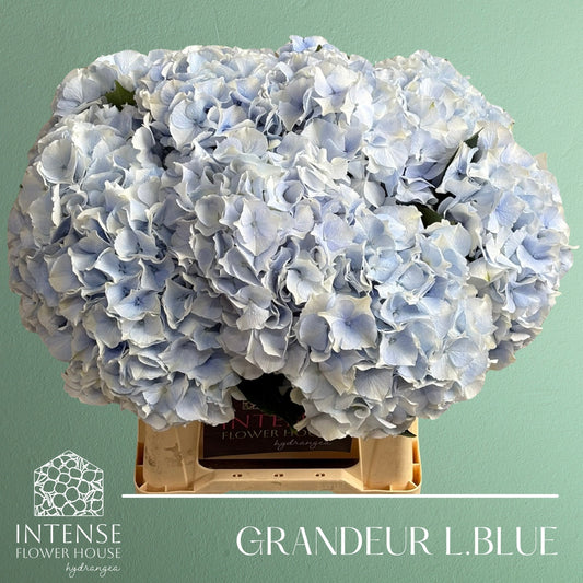 Hydrangea M Roy Grandeu Blue