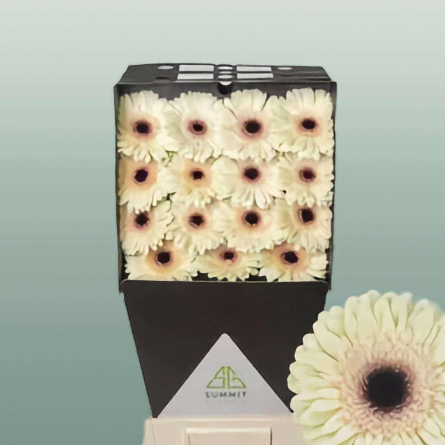 Gerbera Eclair (15 Stems)