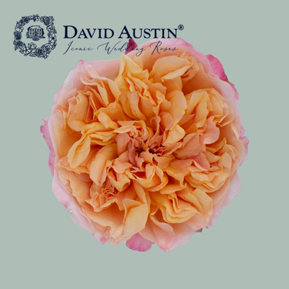 David Austin Edith Rose (24 Stems)
