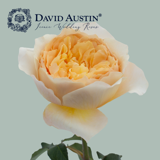 David Austin Effie Rose (24 Stems)