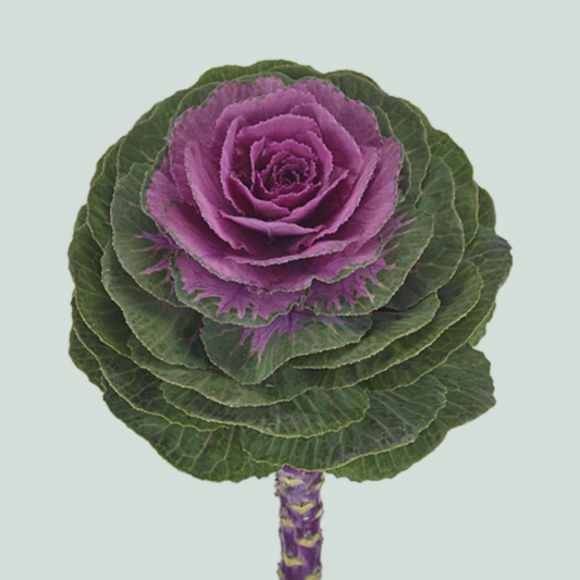 Brassica Elegance (10 Stems)