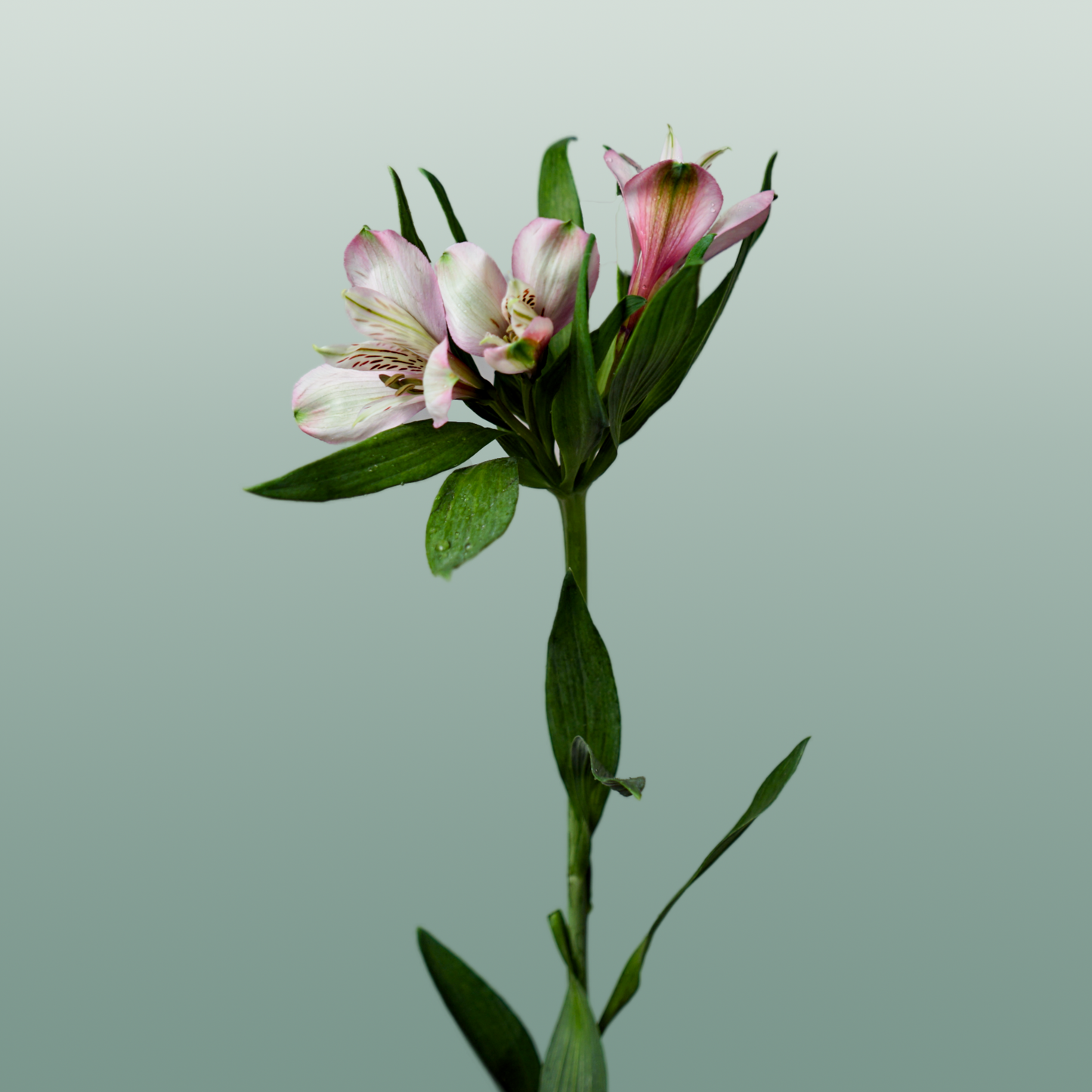 Alstroemeria Elegance (10 Stems)