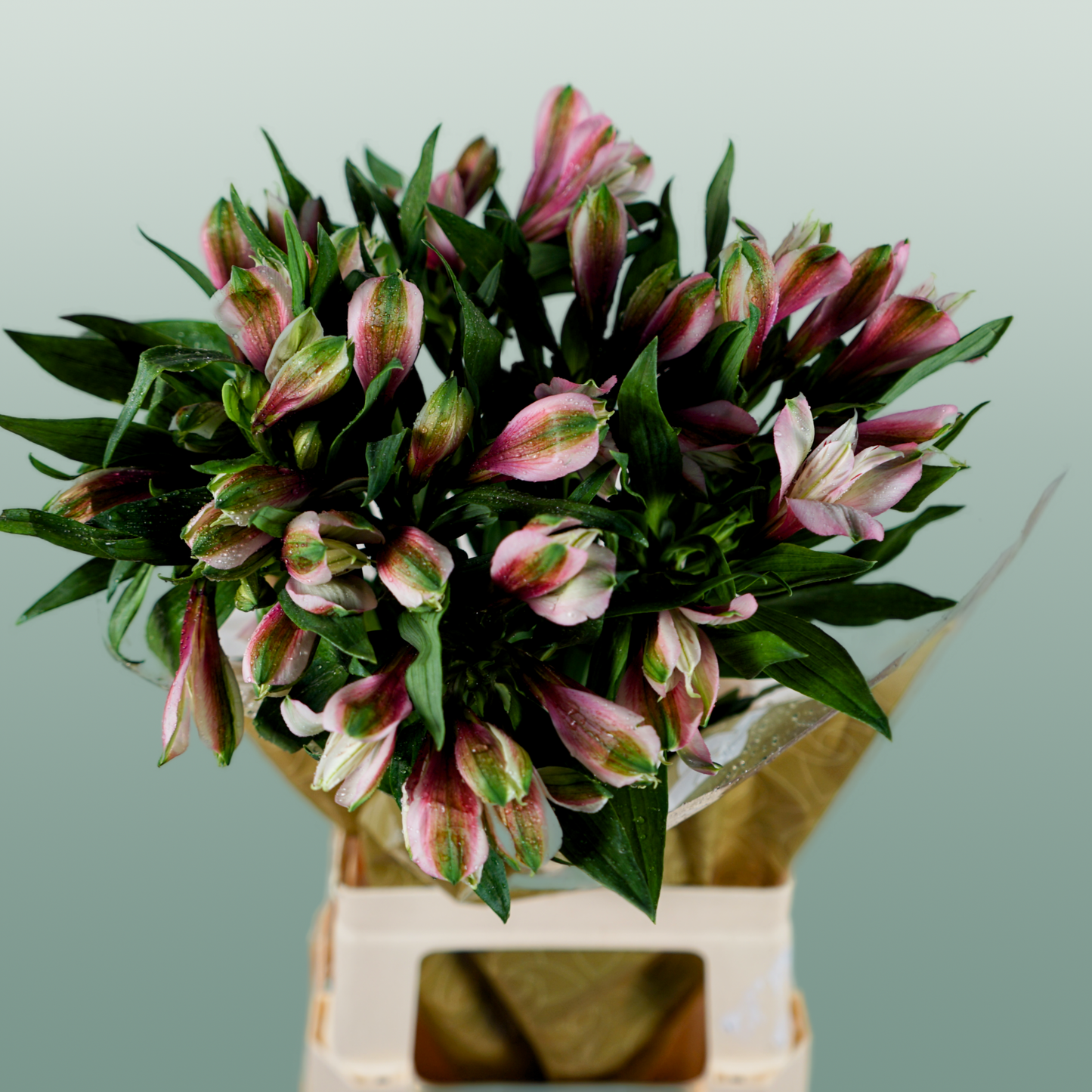 Alstroemeria Elegance (10 Stems)