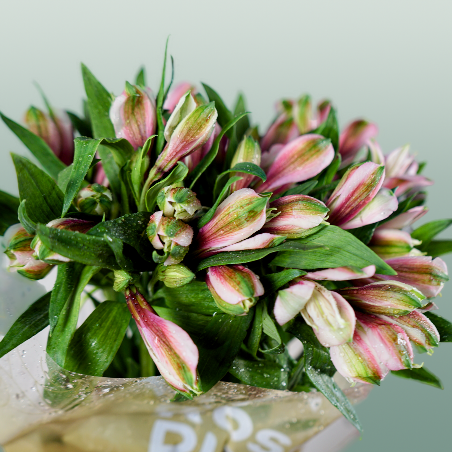 Alstroemeria Elegance (10 Stems)