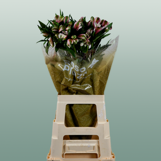 Alstroemeria Elegance (10 Stems)
