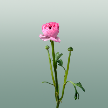 Ranunculus Pink Wholesalers Choice