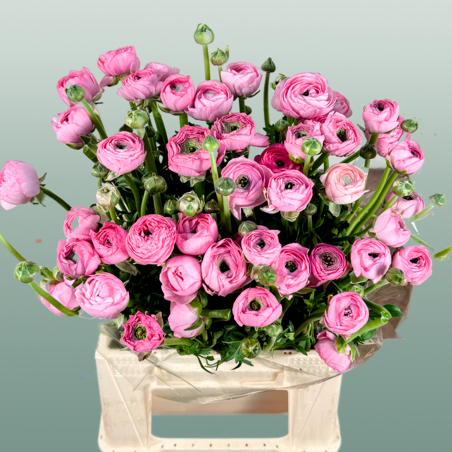 Ranunculus Pink Wholesalers Choice
