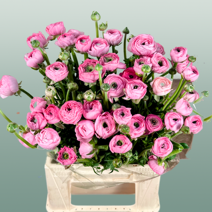 Ranunculus Pink Wholesalers Choice