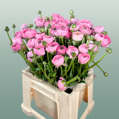 Ranunculus Pink Wholesalers Choice
