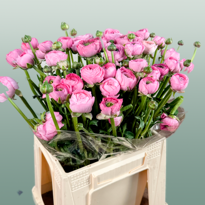 Ranunculus Pink Wholesalers Choice
