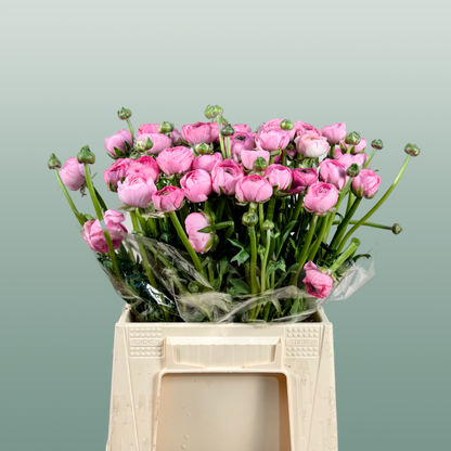Ranunculus Pink Wholesalers Choice