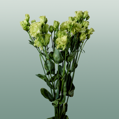 Eustoma Rosan Emerald green