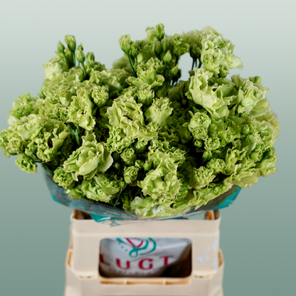 Eustoma Rosan Emerald green