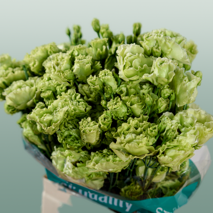Eustoma Rosan Emerald green