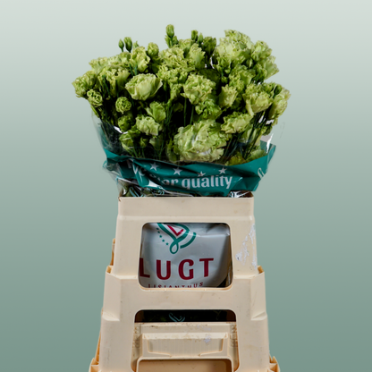 Eustoma Rosan Emerald green