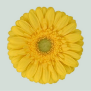 Germini Emoji (20 Stems)