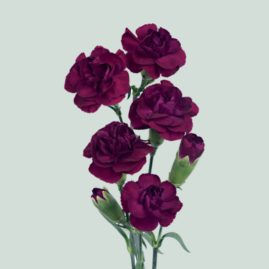 Carnation Spray Epsilon (20 Stems)